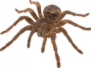 aranha