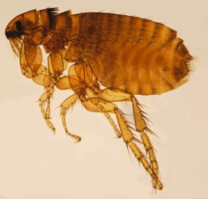 Pulga