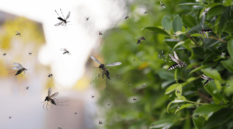 Dengue