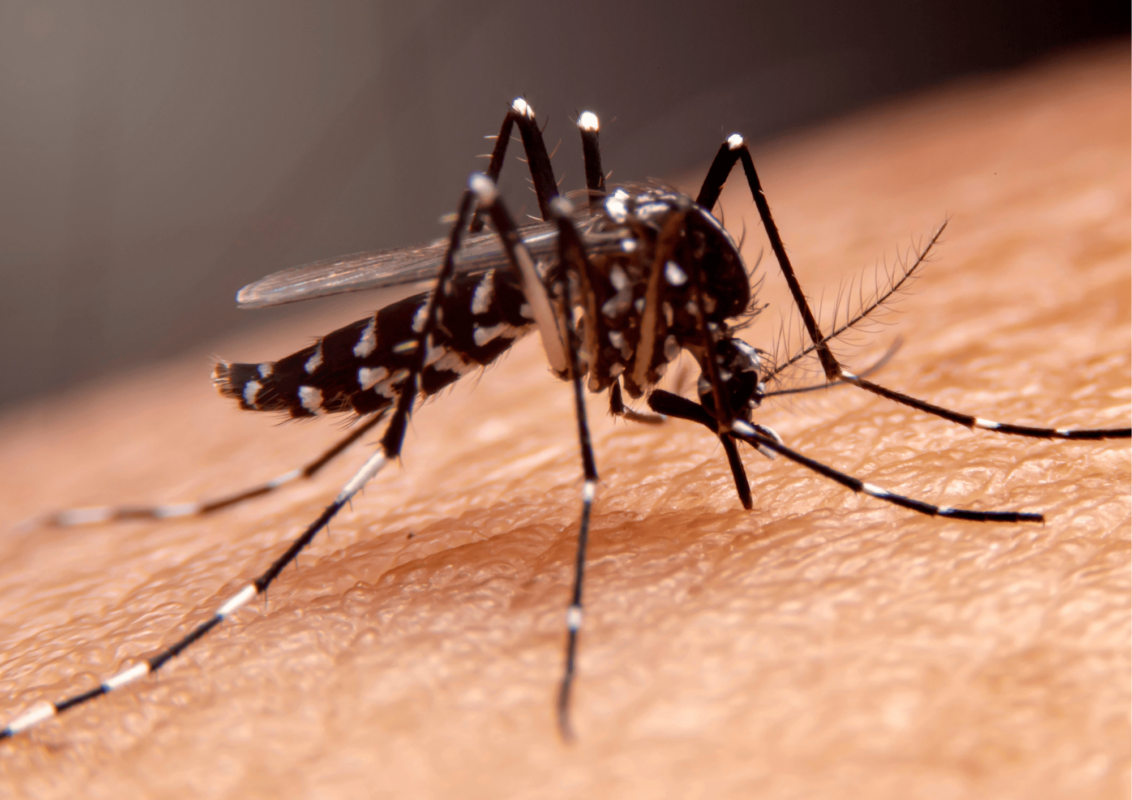 Dedetização contra Dengue em São Paulo